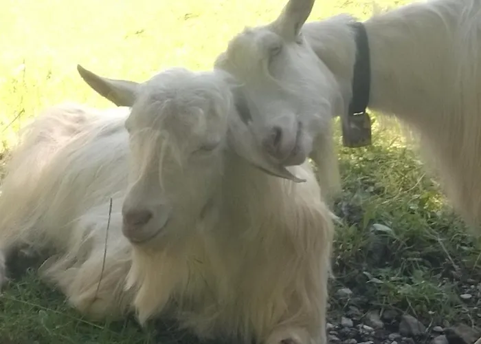 F E R I E N W O H N U N G 